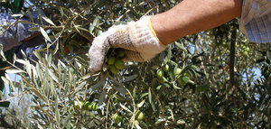 La producción de aceituna de mesa alcanza las 441.830 toneladas en Andalucía