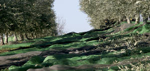 La comercialización de aceite de oliva consolida una tendencia positiva en la nueva campaña