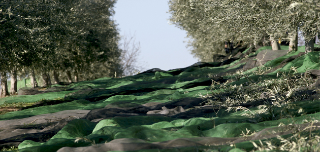 La producción de aceite de oliva en enero fue de 518.200 t., la más alta de las últimas campañas