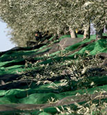 La producción de aceite de oliva desciende un 39% respecto a la campaña anterior
