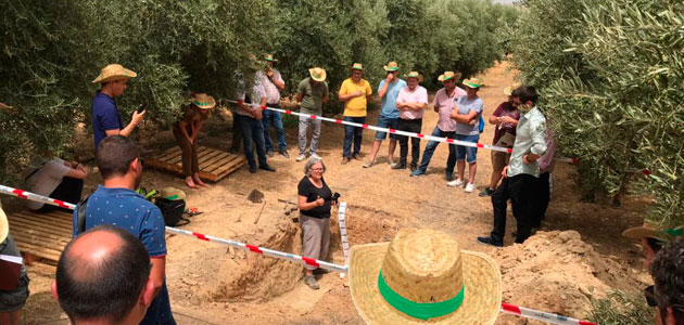 El proyecto “SaviaOlivar” desarrollará una innovadora técnica para ajustar la dosis precisa de fertilizantes