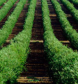 Más de 100 municipios, excluidos del empleo de las referencias Sigpac para la identificación de parcelas en la campaña 2014