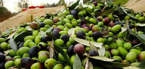 Informe de la CE: ligera recuperación de la producción de aceite de oliva en la UE y "mínimo histórico" del consumo