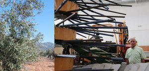 Una nueva cosechadora para mejorar la rentabilidad del olivar tradicional