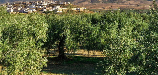 La UCO y Todolivo, juntos para determinar la huella de carbono del olivar