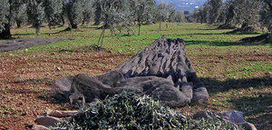 La UNIA lanza un nuevo curso sobre experto en gestión de subproductos del olivar