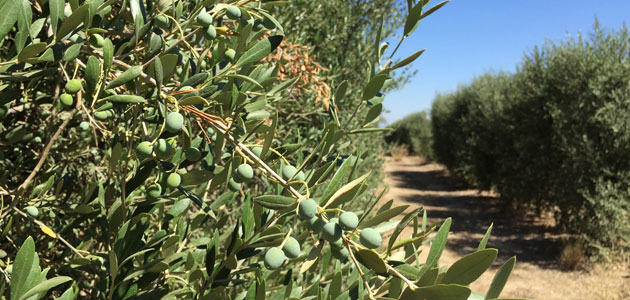 Una herramienta consigue disminuir el riego de los olivos en más de un 20%