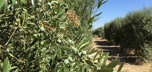 Una herramienta consigue disminuir el riego de los olivos en más de un 20%