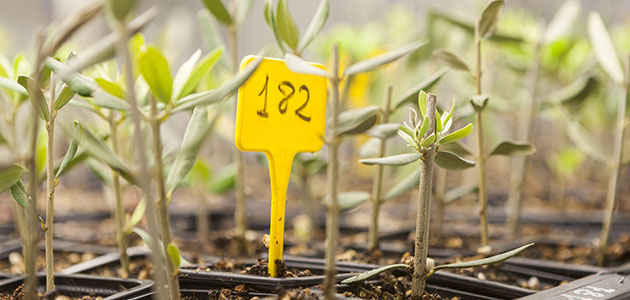 La UCO acoge un seminario internacional sobre sistemas de certificación de plantas de olivo