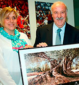 Del Bosque, embajador de los olivos milenarios del Territorio Sénia