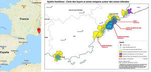 La Xylella fastidiosa sigue golpeando en Francia