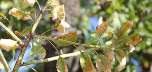 Baleares destina un millón de euros a la replantación para combatir la Xylella