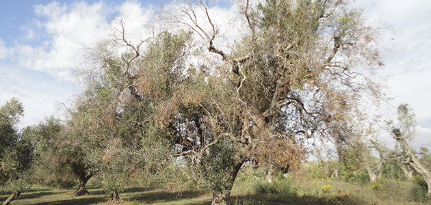 El sector pide unidad y cautela ante el primer positivo de Xylella en olivar en Madrid