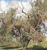 El comisario europeo de Salud y Seguridad Alimentaria viajará a la zona italiana más afectada por la Xylella fastidiosa