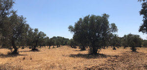 Punto de inflexión en la olivicultura internacional: en 2019 se abandonaron alrededor de 210.000 hectáreas