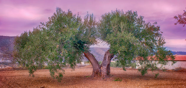 Desarrollan un sistema que mide la cantidad de abono necesaria de cada olivo