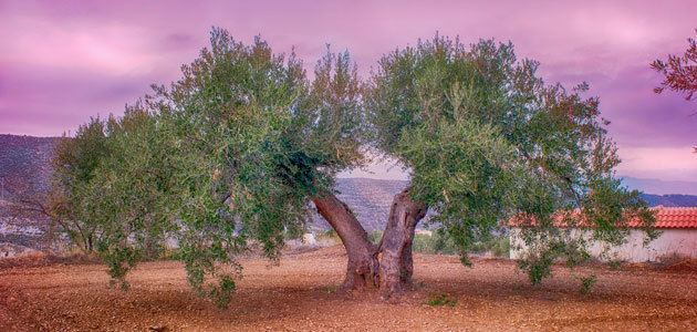 Desarrollan un sistema que mide la cantidad de abono necesaria de cada olivo
