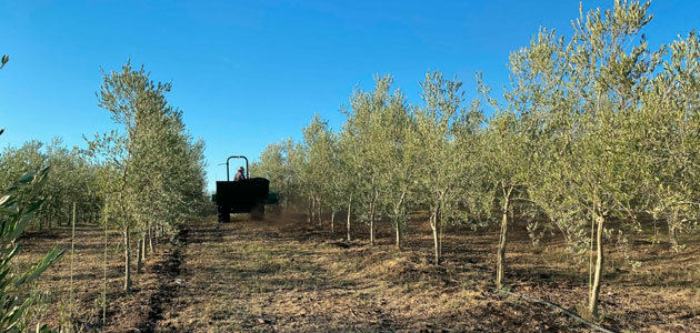 Aplican dos abonos orgánicos que aumentan la captura de CO2 en el suelo del olivar de secano
