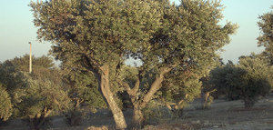 El acebuche revela una notable resistencia a la sequía y al CO2, clave para el futuro del olivar