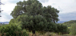 Constatan que el olivo silvestre prefiere el polen lejano para su reproducción
