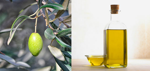 Indicar la campaña de cosecha en las etiquetas de los aceites de oliva podría ser obligatorio