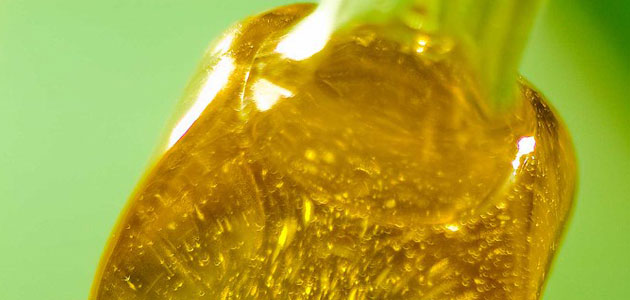 Las empresas de ASOLIVA exportaron 592.000 toneladas de aceite de oliva y de orujo en 2025, un 23% más