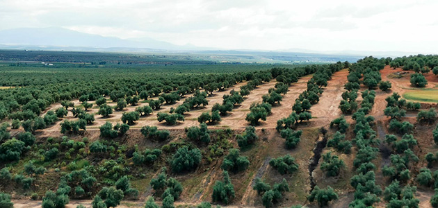 La falta de lluvias y las altas temperaturas reducen las expectativas de producción de aceite de oliva a 1,3 millones de t., según Cooperativas Agro-alimentarias de España