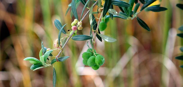 Jaén produjo más de 541.000 toneladas de aceite de oliva hasta enero