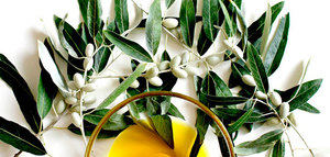 Polifenoles del aceite de oliva virgen: marcadores de frescura y salud
