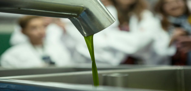 Productores de AOVE celebran el inicio de campaña con diversos eventos y jornadas