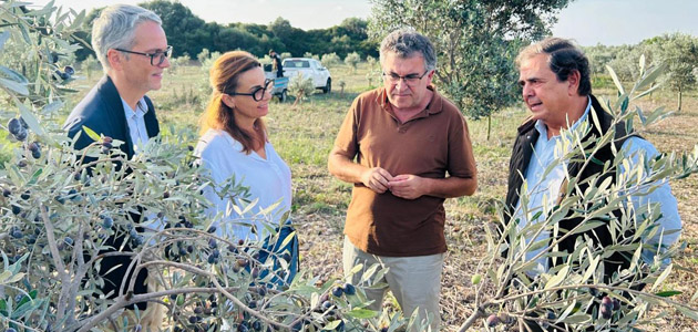 Comienza la primera campaña completa de la IGP Aceite de Menorca