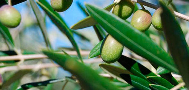 UPA-Andalucía prevé buenos precios para los productores de aceite de oliva
