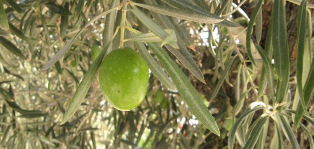 La producción europea de aceite de oliva se sitúa en 2,23 millones de t. hasta marzo