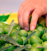 OliFilm, nuevo proyecto sobre el potencial probiótico de la aceituna de mesa