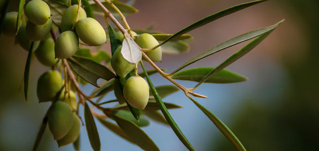La producción europea de aceite de oliva se sitúa en 2.071.788 t. hasta febrero