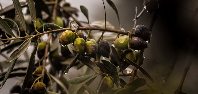 Los efectos de la borrasca Emilia en el olivar