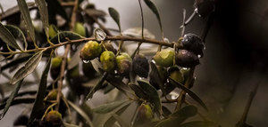 Primera valoración de las cooperativas de Jaén tras las borrascas: el techo máximo de producción podría situarse en 400.000 t.