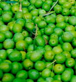 Asaja-Sevilla modifica sus previsiones de producción de aceituna de mesa y prevé la peor cosecha de los últimos 10 años