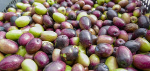 Productores chilenos de aceituna de mesa aprenden técnicas de conservación artesanal