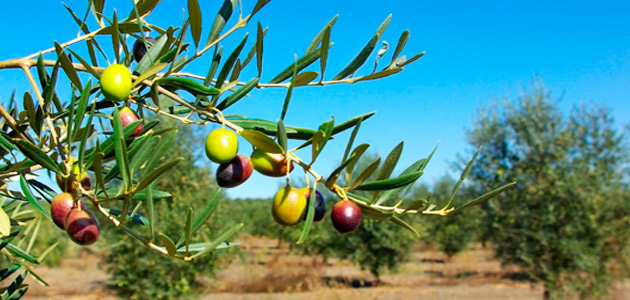 Los huesos de aceituna mejoran el aislamiento y la absorción de los materiales de construcción