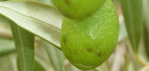 Formulados autorizados en olivar contra la mosca del olivo