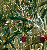La producción de aceite de oliva en la UE aumenta un 61,5% en la campaña 2013/14