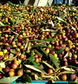 UP prevé que la cosecha de aceituna en Cataluña aumente un 26% esta campaña