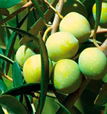 COAG-Andalucía propone no cosechar aceituna de mesa la próxima campaña si no se cubren los costes