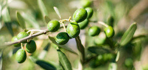 La producción europea de aceite de oliva se sitúa en 2,25 millones de t. hasta abril