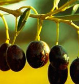 Asaja-Jaén asegura que finalmente se alcanzará el aforo de aceite de oliva