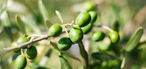 Mercado firme al confirmarse las existencias de aceite de oliva en 893.673 t. a 31 de marzo