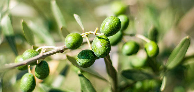 Mercado firme al confirmarse las existencias de aceite de oliva en 893.673 t. a 31 de marzo