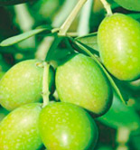 Prevención Fremap lanza una campaña para la prevención de riesgos laborales en el sector del olivar