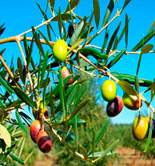 La producción contratada del seguro del olivar en el Plan 2015 se ha reducido un 6,63%
